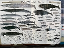 NWLviҁj